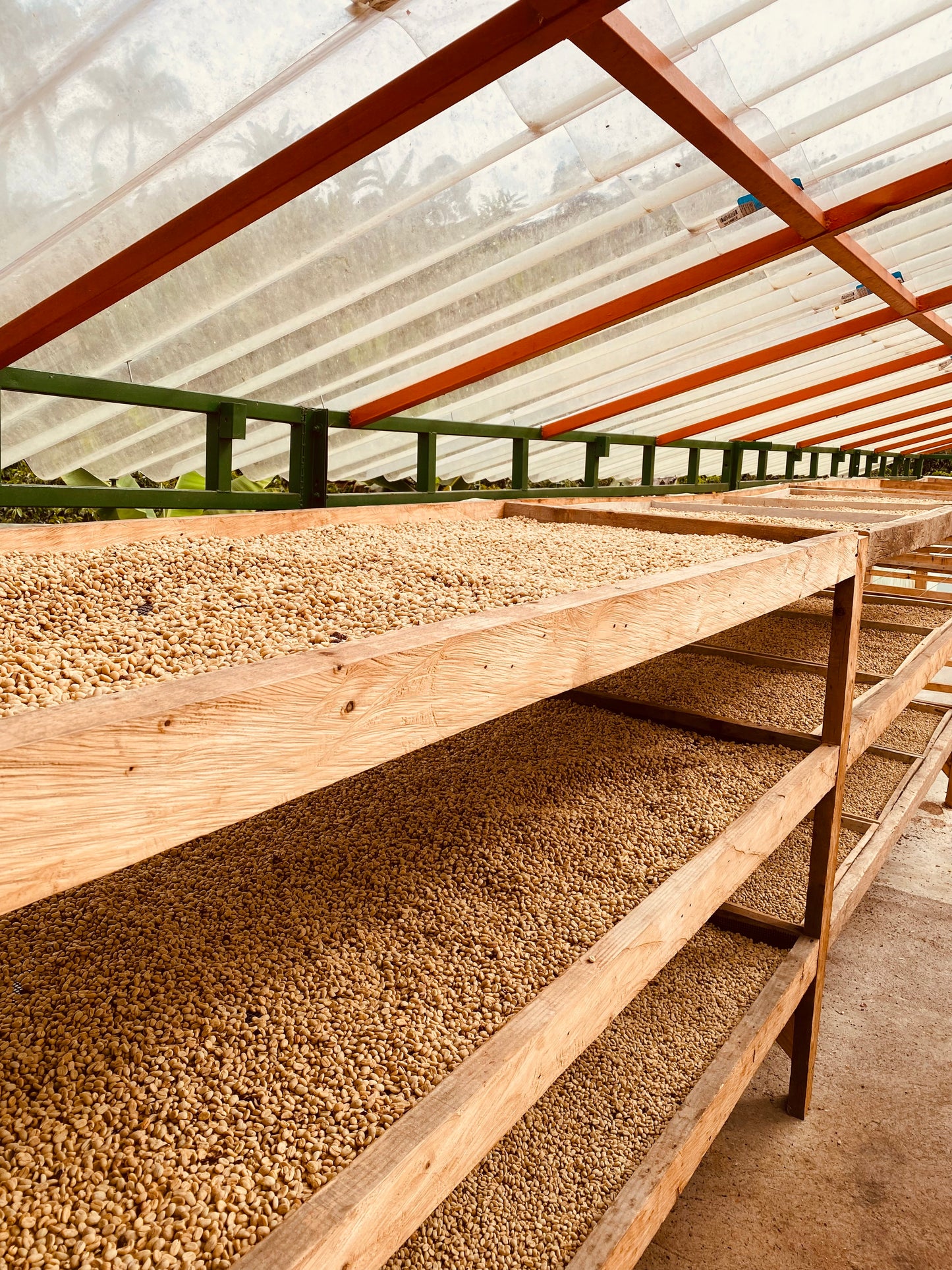 Café Suave Lavado – Hacienda Santa Laura