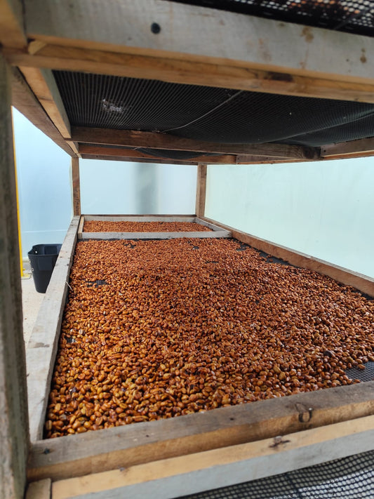 Café Hacienda Santa Laura – Honey Process